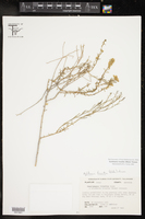 Xylothamia triantha image