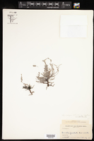 Chamaesyce deltoidea subsp. serpyllum image