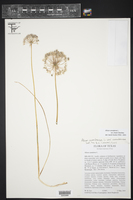 Allium canadense var. fraseri image