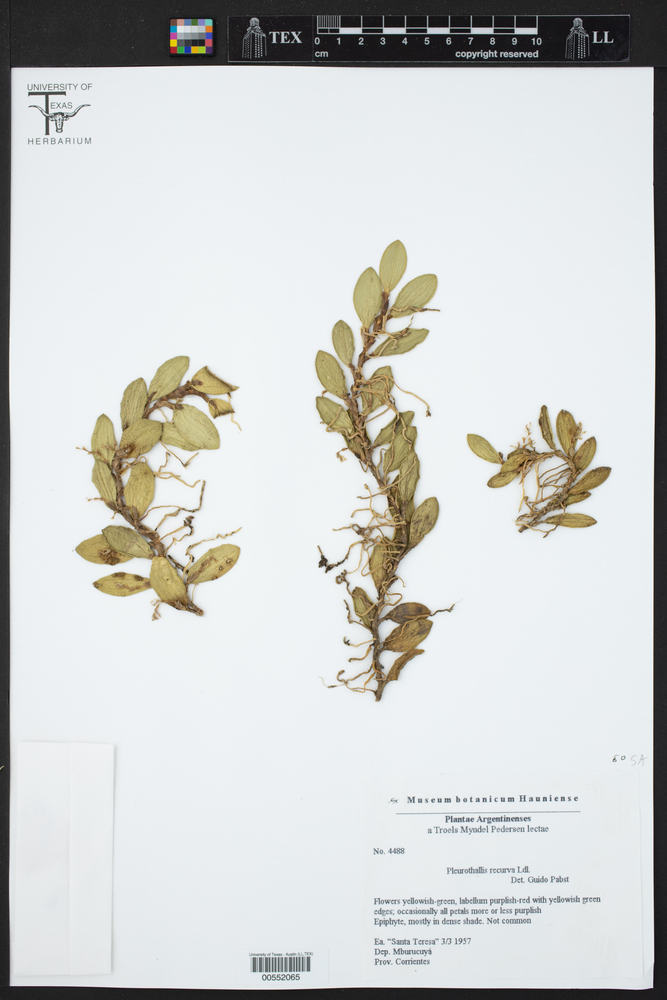 Acianthera recurva image