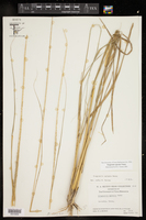 Eragrostis spicata image