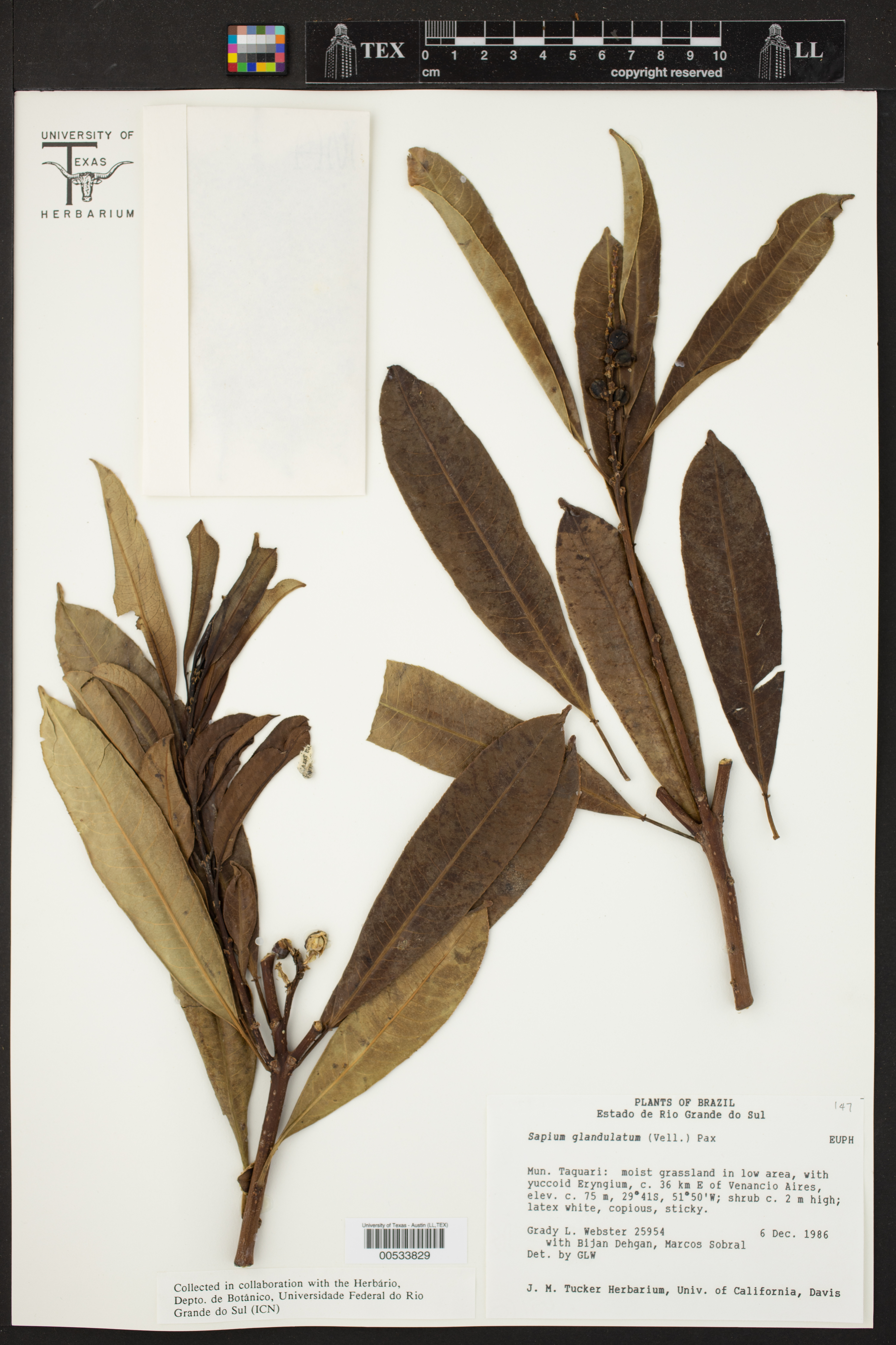 Sapium glandulatum