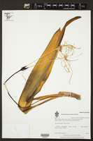 Image of Hymenocallis glauca