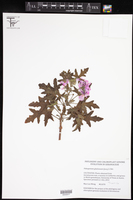Image of Pelargonium glutinosum