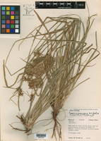 Cyperus onerosus image