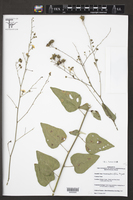 Wissadula parvifolia image