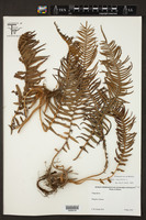 Pteris longifolia image