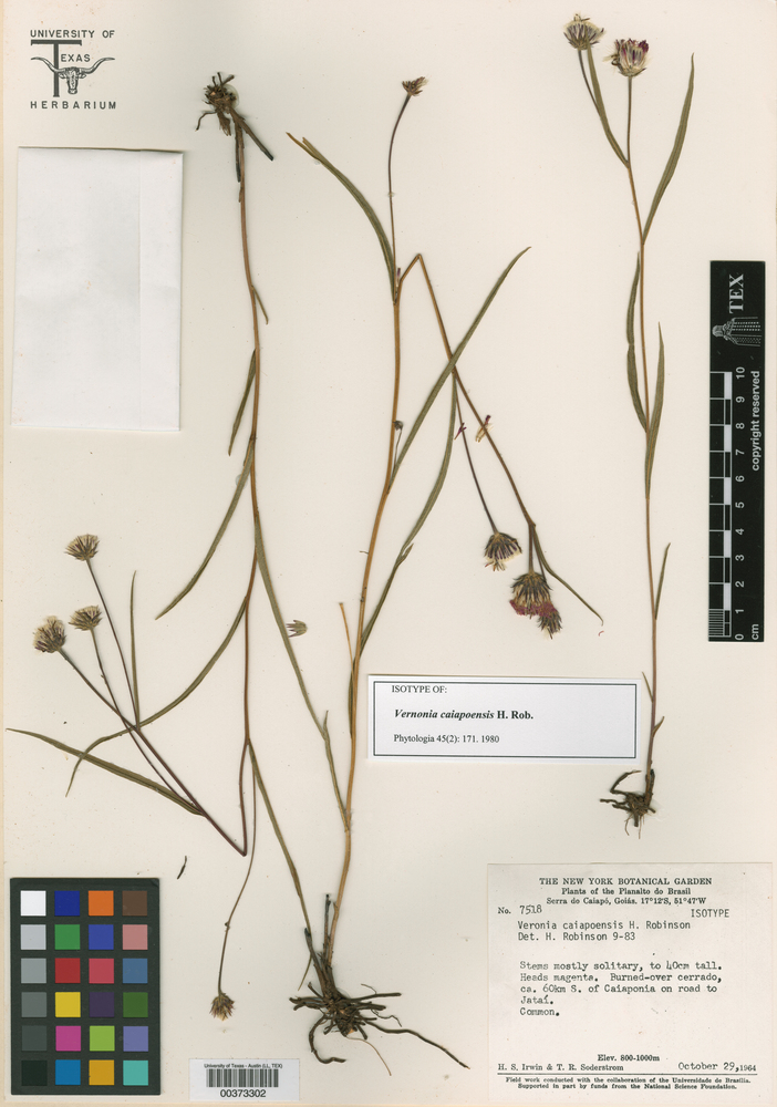 Lessingianthus caiapoensis image