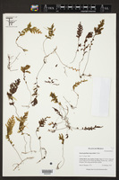 Hymenophyllum trapezoidale image