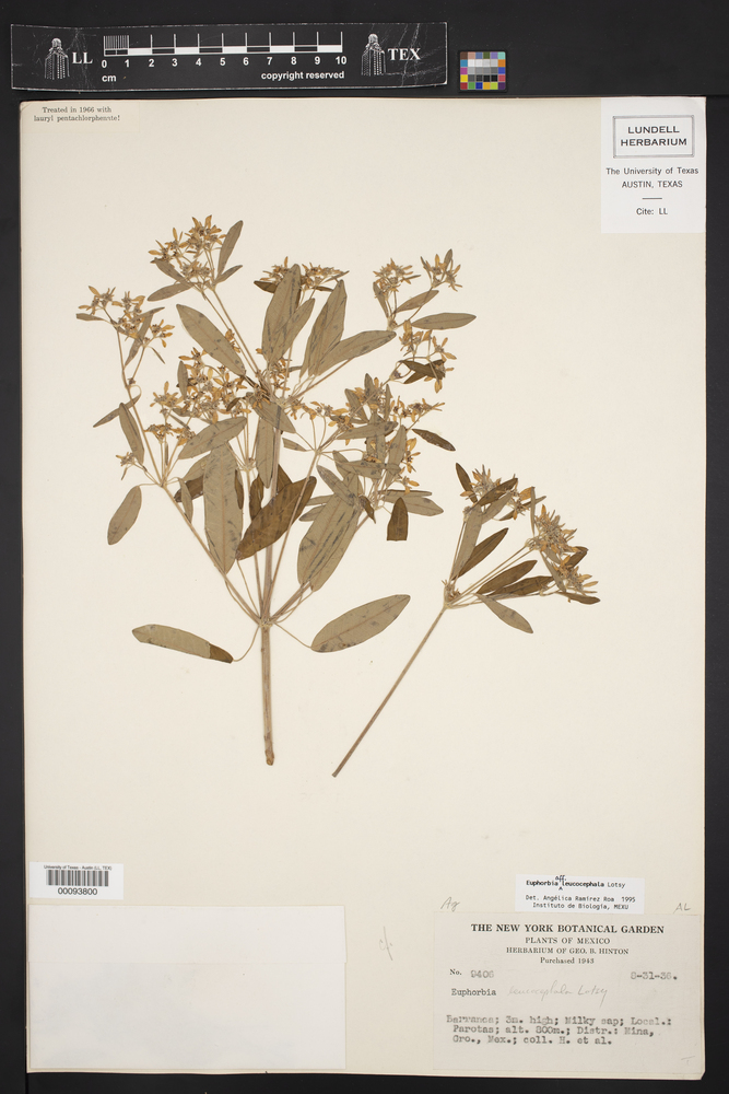 Euphorbia luciismithii image
