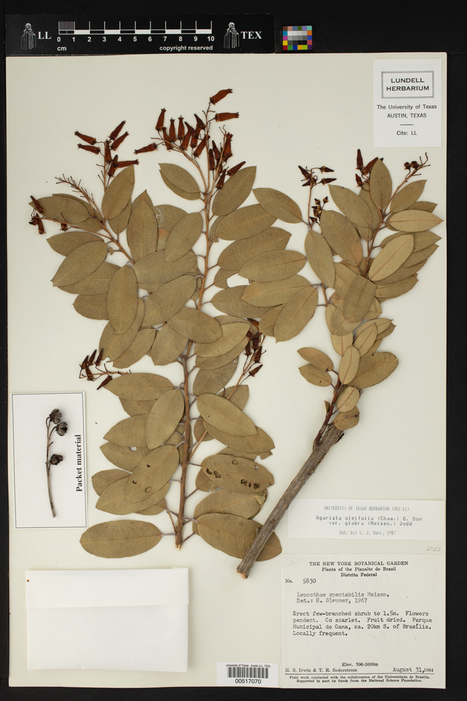 Agarista oleifolia var. glabra image