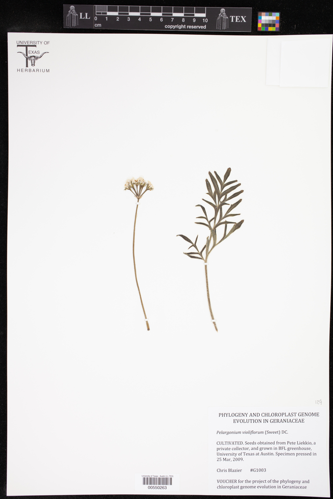 Pelargonium violiflorum image