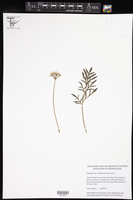 Image of Pelargonium violiflorum