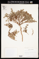 Image of Euphorbia australis