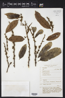 Image of Trigonopleura malayana