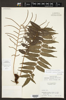Image of Lomariopsis maxonii