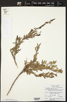 Phyllanthus myrtifolius image