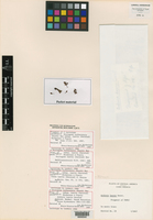 Stylogyne turbacensis subsp. laevis image