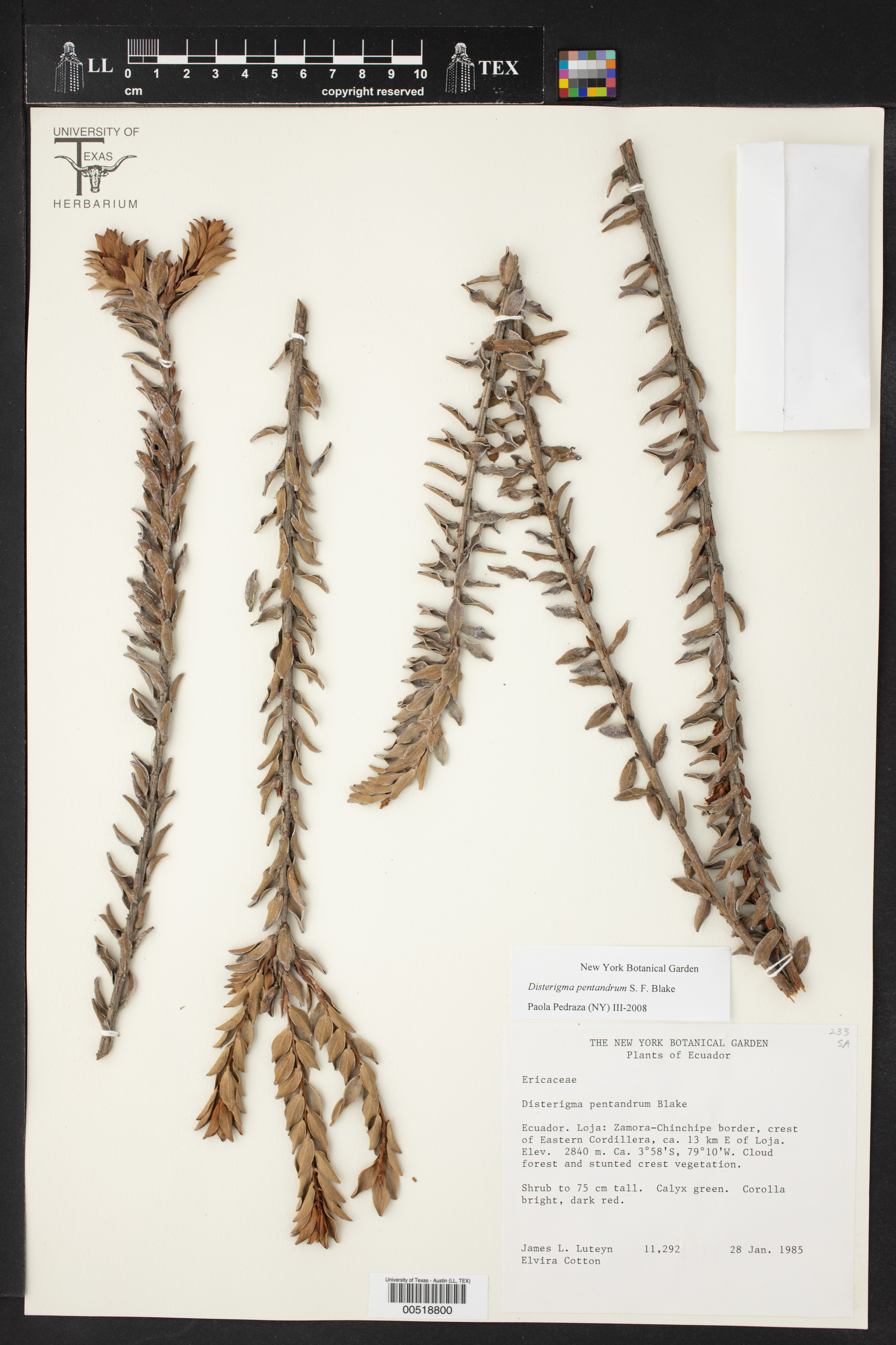 Disterigma pentandrum image
