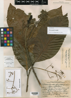 Nectandra lundellii image