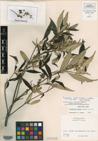 Image of Arachnothryx laniflora