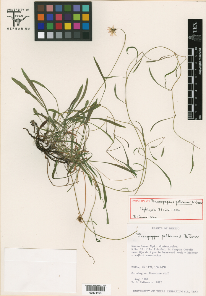 Pinaropappus pattersonii image