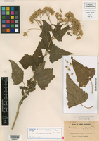Brickellia megaphylla image