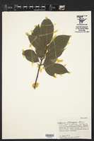 Rhamnus betulifolia image