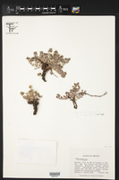 Euphorbia umbellulata image