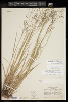 Panicum hallii var. filipes image