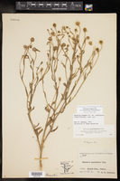 Helenium elegans var. amphibolum image