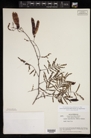 Acacia angustissima subsp. angustissima image