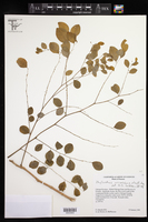 Image of Phyllanthus anisolobus