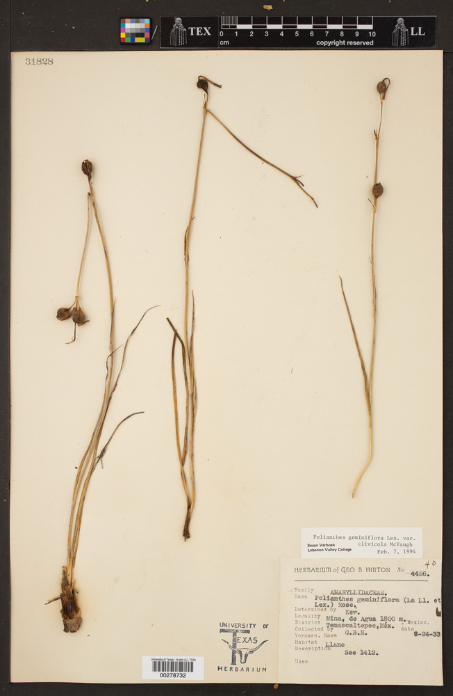 Polianthes geminiflora var. clivicola image