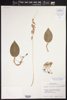 Crusea wrightii var. wrightii image