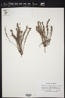 Hedyotis acerosa var. acerosa image
