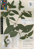 Lundellianthus jaliscensis image