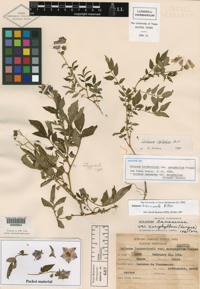 Solanum brevicaule image