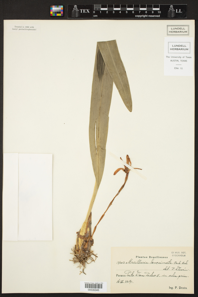 Maxillaria leucaimata image