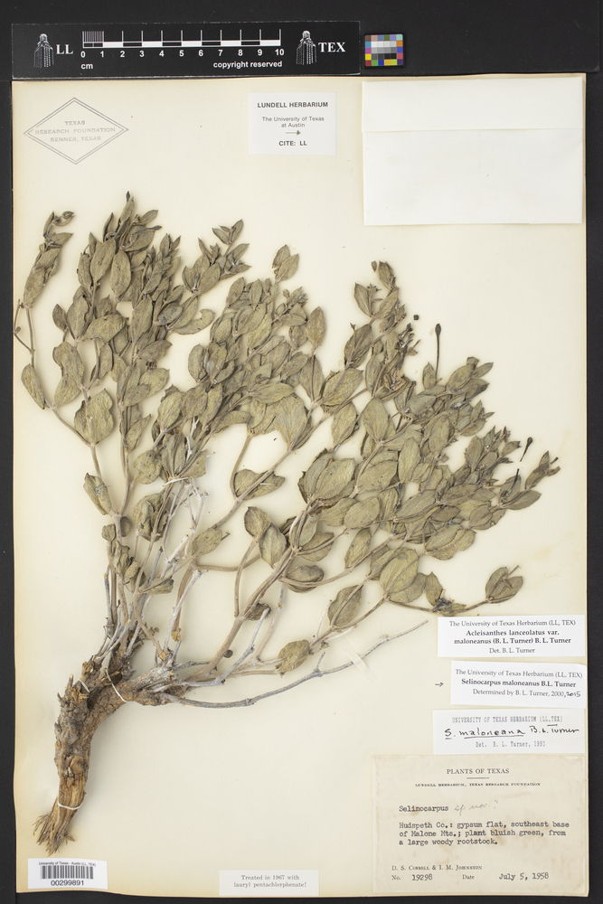 Selinocarpus maloneanus image