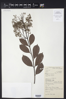 Forsteronia elachista image