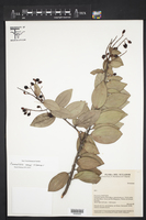 Image of Cavendishia isernii