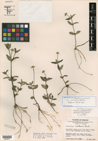 Melampodium montanum image