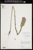 Liatris elegans var. carizzana image