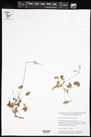 Image of Pelargonium elongatum