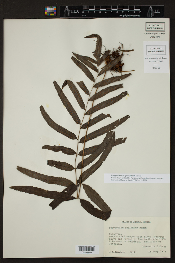 Polypodium adelphum image