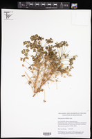 Pelargonium trifidum image