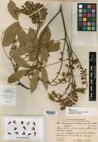 Image of Lonchocarpus belizensis