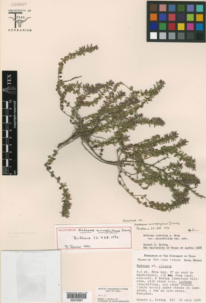 Hedeoma microphylla image