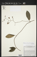 Echites woodsonianus image